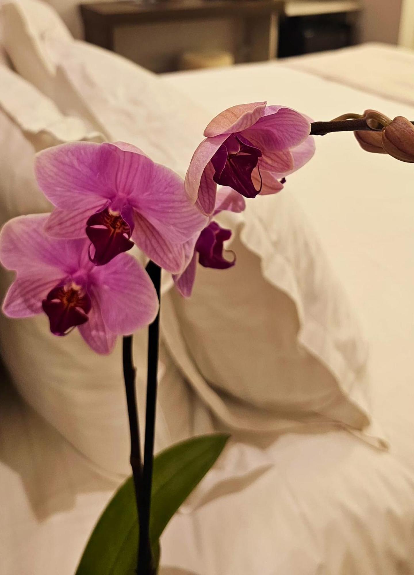 Stoa Rome Boutique Suites Dış mekan fotoğraf